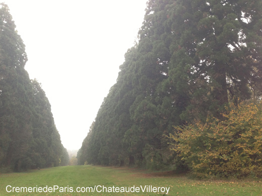 l'impressionante alle des Sequoias dan le parc de Villeroy